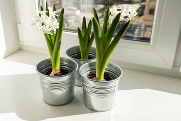 Hyacinth sprouts with white flowers, spring flowers on the windowsill