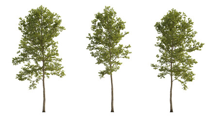 Set of large trees sycamore platanus trees isolated png in overcast light on a transparent background perfectly cutout 