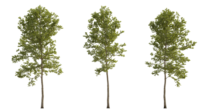 Sycamore platanus trees isolated png in overcast light on a transparent background premium cutout 