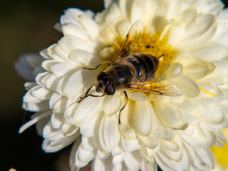 Bee Pollinating White Flower - Nature's Delicate Balance