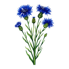 Centaurea, cornflower medicinal plant, pharmacy herbal tea. Watercolor hand drawn illustration. Isolate on white background. Healthy tea, medicinal herbs. For packaging, label, pharmacy banner mockup.
