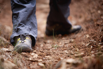 Hiking through the Fores