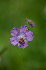 Obraz premium Star geranium (Geranium phaeum) Geranio stellato