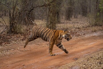 Bengal tiger runs across track in forest