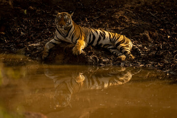 Fototapeta na wymiar Bengal tiger lies beside waterhole casting reflection