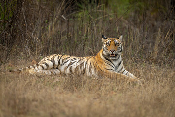 Fototapeta na wymiar Bengal tiger lies in grass watching camera