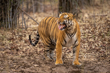Bengal tiger stands giving a Flehmen response