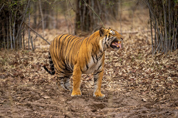 Fototapeta premium Bengal tiger standing showing a Flehmen response