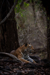 Bengal tiger lies under tree in forest