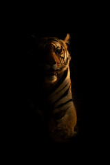 Bengal tiger lies in darkness watching camera