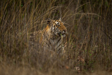 Fototapeta na wymiar Bengal tiger lies staring in tall grass