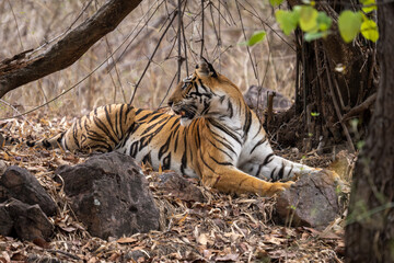 Bengal tiger lies looking round under trees
