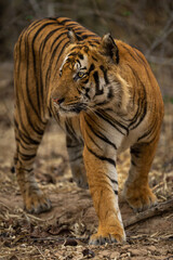 Fototapeta na wymiar Bengal tiger changes direction walking in forest