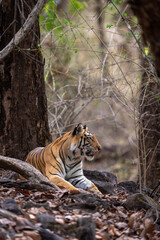 Bengal tiger lies among rocks opening mouth