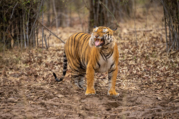 Fototapeta na wymiar Bengal tiger standing giving a Flehmen response