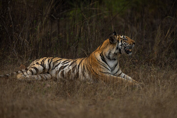 Fototapeta na wymiar Bengal tiger lies lifting head in grass