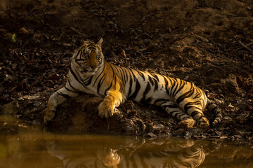 Fototapeta na wymiar Bengal tiger lies beside waterhole turning head