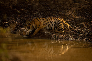 Fototapeta na wymiar Bengal tiger lies drinking from muddy waterhole