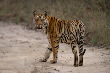 Fototapeta na wymiar Bengal tiger crosses sandy track looking round