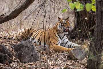 Bengal tiger lies among trees and rocks