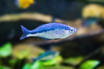 Natural shot of Banded rainbowfish also known as Melanotaenia trifasciata.