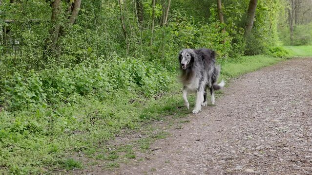 green nature spring time.borzoi SILKEN WINDHOUND gray big canine walking in park