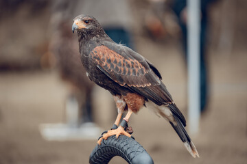 red tailed hawk