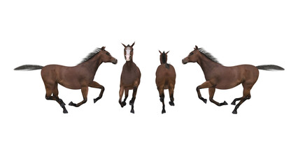 3D rendering handsome brown stallion galloping side, front, back view, Running Brown Horse. Thoroughbred horse isolated on white background, Bay horse run gallop