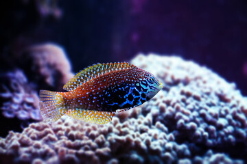 Portraif of beautiful Blue Star Leopard Wrasse also known as Macropharyngodon bipartitus.