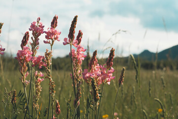 Sainfoin flowering, outdoors in the countryside of Molise, Italy - 606530027