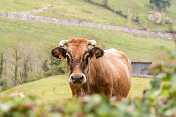 Cattle in the field of Asturias