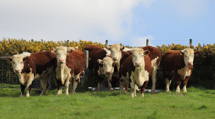 Small herd of Hereford cattle