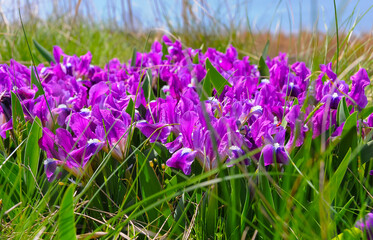 Purple flowers, Endangered steppe plant pygmy iris or dwarf iris (Iris pumila), Red Book of Ukraine