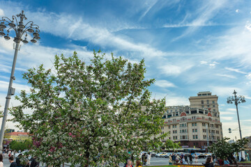 Blooming tree against a blue sky with white clouds in the city center