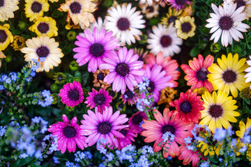 Gerbera (African daisy) Commonly known as the African daisy or Barberton daisy. Gerbera flowers are native to South Africa and are popular for their bright and vibrant colours.