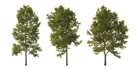 Set of large trees sycamore platanus trees isolated png in overcast light on a transparent...