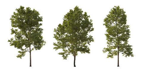 Set of large trees sycamore platanus trees isolated png in overcast light on a transparent...