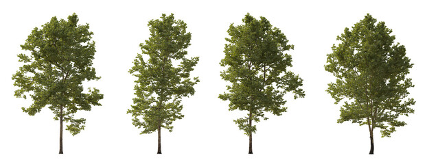 Set of large trees sycamore platanus trees isolated png in overcast light on a transparent background perfectly cutout high resolution