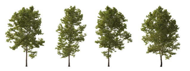 Poster Set of large trees sycamore platanus trees isolated png in overcast light on a transparent background perfectly cutout high resolution © Roman