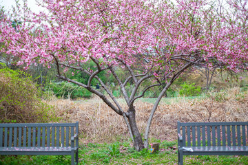 Spring view of pink double cherry blossoms with trail and bench at Wansan Park