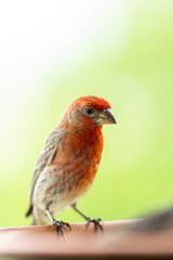 robin on a twig