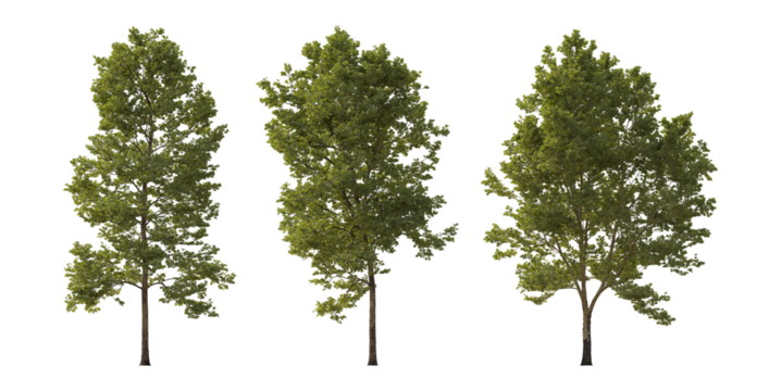 Sycamore platanus trees isolated png in overcast light on a transparent background premium cutout high resolution
