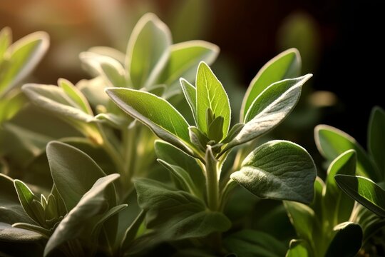 sage plant with sunlight filtering through its leaves