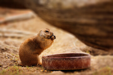 Eating Prairie dog also known as Cynomys ludovicianus.