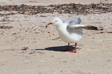 seagull at kangaroo island (australia)