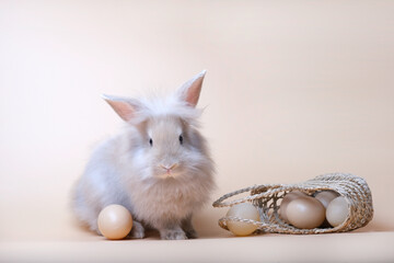 The front of brown white gray fluffy rabbit with ear setting sitting among eggs and small basket looking at camera on ovary background.