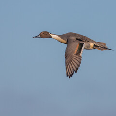 Pintail in Flight against clear blue background early morning in Gloustershire United Kingdom, Migration