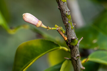 Macro de fleur de citronnier