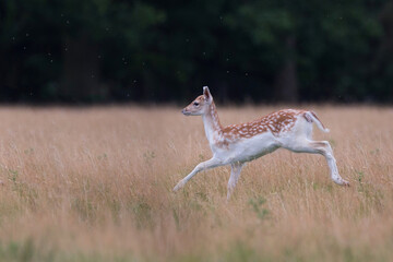 6 month old red deer running though field