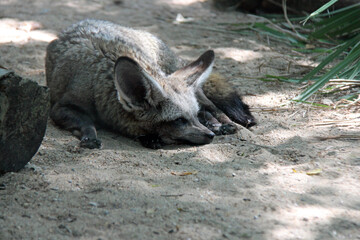 Bat eared fox in a zoo in france